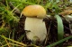 За грибами на катере