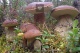 За грибами на катере