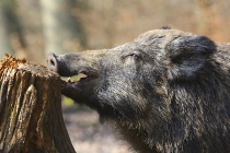 С 15 октября в Весьегонске разрешается охота на крупного лося