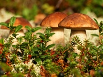 Куда поехать за грибами в сентябре? К нам в Весьегонск!