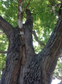 Весьегонский дуб может пополнить реестр старовозрастных деревьев России