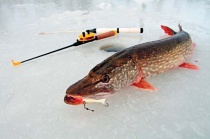 Положение о чемпионате по зимней рыбалке Весьегонск-2019