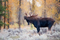 Сезон загонной охоты на лося в Весьегонске открыт