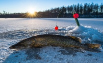 Кубок Тверской области по зимней рыбалке будет проведен в Весьегонске
