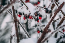 Снежная и морозная погода установилась в Весьегонске